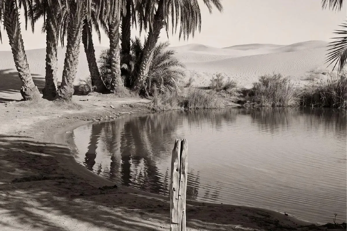 A black-and-white photograph of palms around a still oasis pool, dunes beyond and an old post in the water